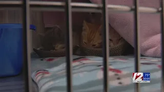 RISPCA removes 21 cats kittens from Tiverton home