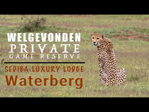 Download MP3 This is NOT the Kruger National Park - it's 'A Long Weekend in the Welgevonden Game Reserve'