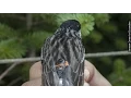 The High-Tech Tools Scientists Use To Track Wild Animals