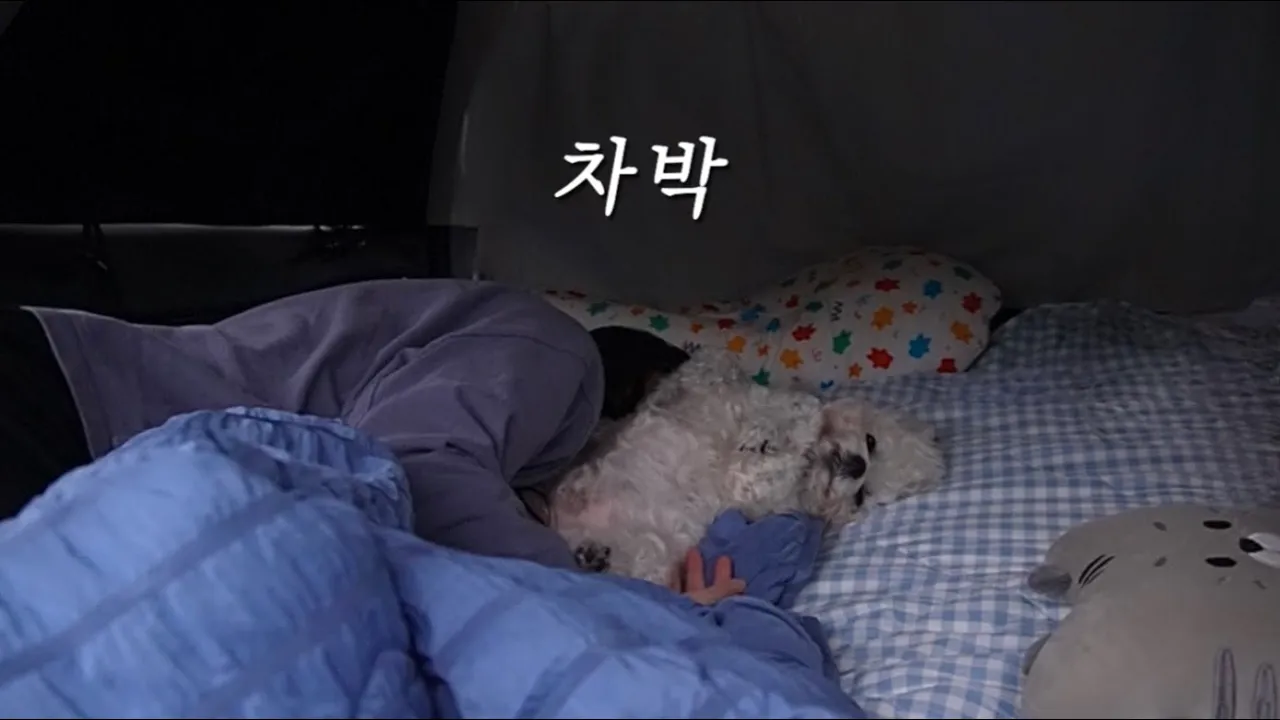 가을 바람에 밥 못 먹은 사연 | 나홀로 강가 앞 차박 | 셀토스 차박 | 반려견 동반 | 전남 장흥 심천오토캠핑장 썸네일