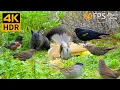 Download Lagu Katten TV 😺🐦‍⬛ Schattige Vogels en Eekhoorns 🐿 4K HDR