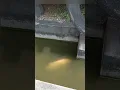 Download Lagu hafiz melihat ikan di dalam kolam