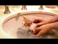 First bath for foster kittens