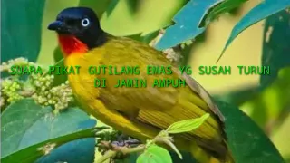 suara pikat gutilang emas yg susah turun di jamin ampuh boleh di coba langsung turun