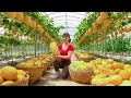 TIMELAPSE -- Pick 50Kg of the Best Melons from the Garden - Cook Traditional Dishes