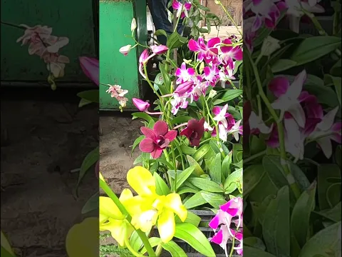 Orchid Flower plants #shorts #plants #orchid