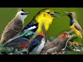 Download Lagu Suara pikat burung kecil Ampuh,cocok buat kehutan/kebun