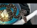 Receiving Snakes Picking up from FedEx