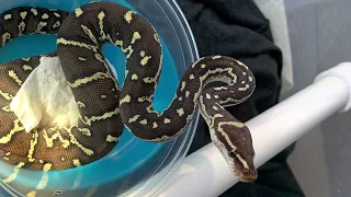 Receiving Snakes Picking up from FedEx
