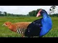 Suara pikat burung sawah kolaborasi Mandar biru dan Sintar api