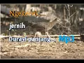Download Lagu masteran ayam hutan hijau betina birahi