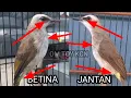 Lagu ciri ciri trucukan jantan/betina