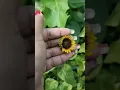 sunflower 🌻#flower#flower lovers# song#viral video#YouTube shorts#subscribe