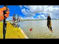 Download Lagu Ik heb met een BLAUWE KRABBENKLAUW gevist! langs mijn Seawall en DIT gevangen!