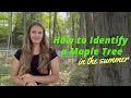 How to Identify a Maple Tree