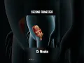 Download Lagu Fetal Development, 0 - 40 Weeks of Pregnancy