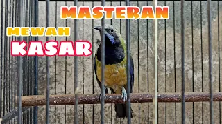 Download CUCAK CUNGKOK MASTERAN BURUNG JUARA TEMBAKAN KASAR RAPAT MP3