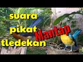 Download Lagu Suara pikat burung tledekan || pikat ampuh
