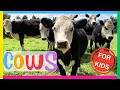 COWS for Kids Interesting Facts about COWS Educational for kids