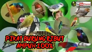 Download pikat burung ribut ampuh 100％ MP3