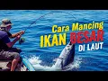 Download Lagu Cara Mancing di Laut Agar Dapat Ikan Besar | Teknik Jitu Strike Ikan Monster #tipsmancing #umpanjitu