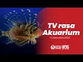Download Lagu Iklan TV Sanken Milenia (2000)