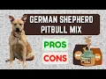 German Shepherd Pitbull Mix PRO S CON S