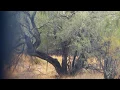 Coyote attacks owl in tree