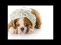 Farmington Veterinary Clinic Farmington NM 87402