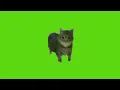 Lagu oo ee a e a Cat Green Screen