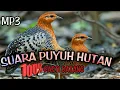 Download Lagu 🔴 suara pikat puyuh hutan paling jernih || Puyuh Tarun Tarun