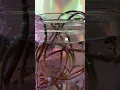 Download Lagu My Plants Were Super Thirsty! These stakes are amazing!