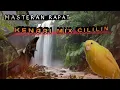 Download Lagu SUARA KENARI DAN CILILIN - Masteran Rapat -masteran jeda