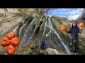 Lagu Esmat picking pumpkins in the Zagros Mountains 🎃🏔️