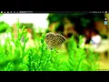 Selenium Java Training Trial Class 5 Whizdom Trainings