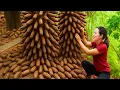 Download Lagu Harvest Wild Jungle Root Bananas | Shocking Spiky Forest Tuber Collection \u0026 Traditional Wine Brewing