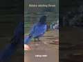 Download Lagu Malabar whistling thrush taking a bath #shorts