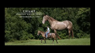 Meet Champ Champagne Tennessee Walking Gelding For Sale Youth