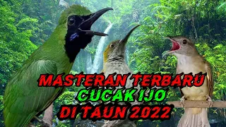 terbaru kolaborasi pijantung dan kapas tembak masterancucakijo