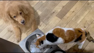 約3年ぶりの猫たちとくうたの動画