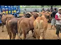 Download Lagu 16.500‼️SAPI NUMPUK SIAP ISI KANDANG HARGA MURAH | Pasar Sapi Jatirogo