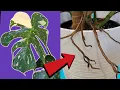 Top Hacks for Monstera Aerial Roots