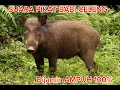 Download Lagu Suara pikat babi hutan, sekali bunyi, babi hutannya langsung datang 100% ampuh