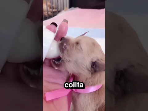 Este era un perro unicornio 🐕 🦄