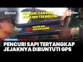 Lagu Viral Pencuri Ternak Tak Tahu Dirinya Dibuntuti, Ternyata Pemiliknya Pasang GPS di Kalung Sapi