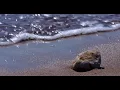 Download Lagu PIENSO VIENTO by CASA ROSA lofi ASMR sea waves relxation curadora