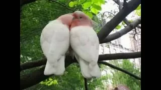 قصيدة  يا طائر الحب دندنها
