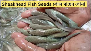 Sheakhead Fish Seeds Farm Fingerline Fish / শোল মাছের পোনা 