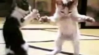 رد علينا يابابا   رقص قطط دندنها