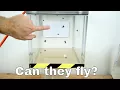 Download Lagu Can Flies Actually Fly in a Vacuum Chamber?